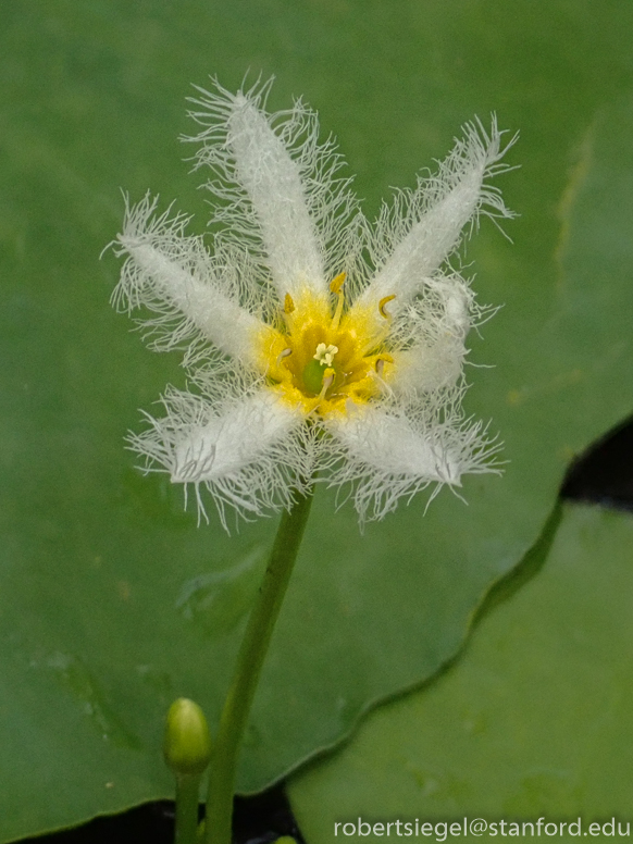 water snowflake